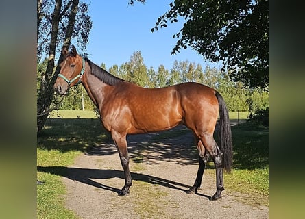 Swedish Warmblood Mix, Gelding, 5 years, 15.3 hh, Bay-Dark