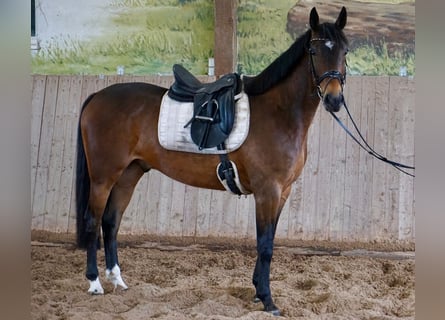 Swedish Warmblood Mix, Gelding, 5 years, 16 hh, Brown