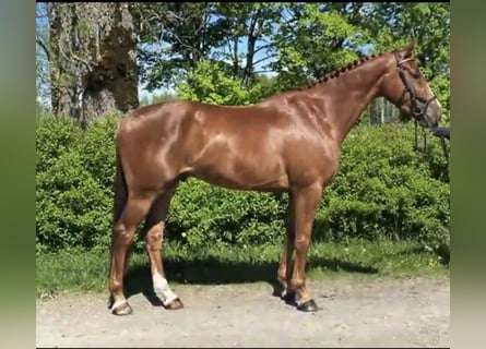 Swedish Warmblood, Gelding, 6 years, 16 hh, Chestnut
