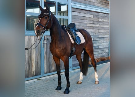 Swedish Warmblood Mix, Gelding, 7 years, 15,2 hh, Bay-Dark