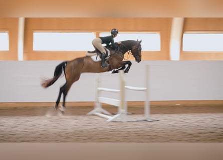 Swedish Warmblood, Gelding, 8 years, 17 hh, Bay