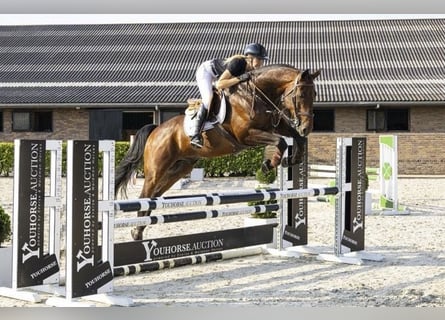 Swedish Warmblood, Gelding, 9 years, 16,1 hh, Brown