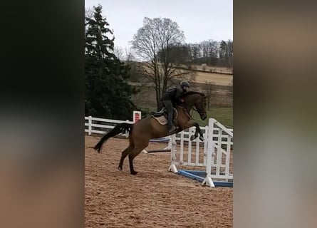 Swedish Warmblood, Mare, 10 years, 16.2 hh, Brown
