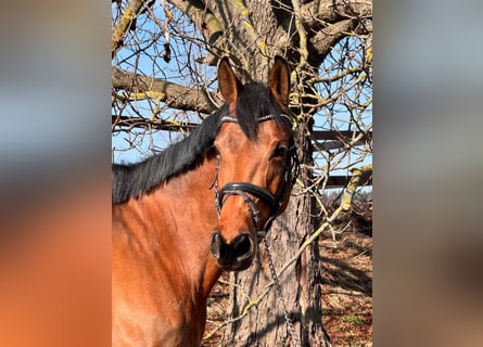 Swedish Warmblood, Mare, 10 years, 16.2 hh, Brown