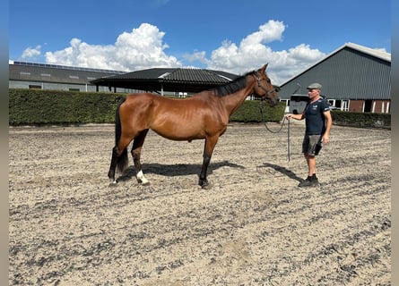 Swedish Warmblood, Mare, 20 years, 16.1 hh, Bay-Dark