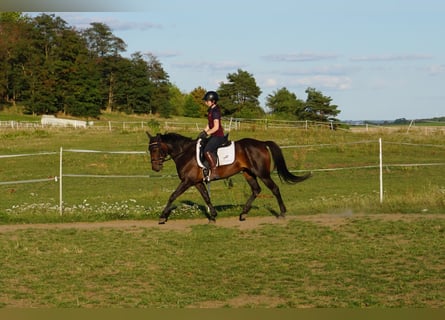 Swedish Warmblood Mix, Mare, 5 years, 15,1 hh, Bay-Dark