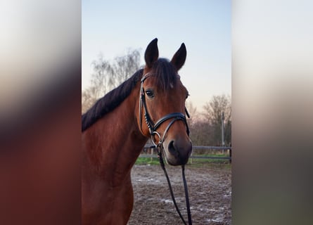 Swedish Warmblood Mix, Mare, 5 years, 15,1 hh, Brown