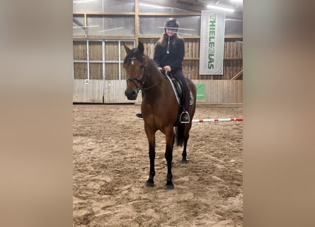 Swedish Warmblood Mix, Mare, 5 years, 15,1 hh, Brown