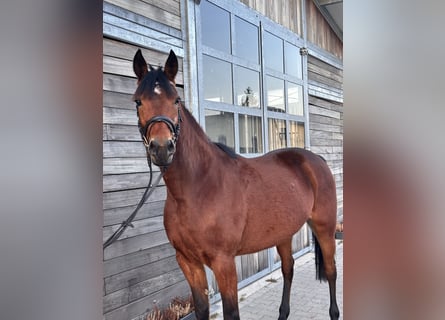 Swedish Warmblood Mix, Mare, 5 years, 15,1 hh, Brown