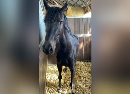 Swedish Warmblood, Mare, 5 years, 16 hh, Black