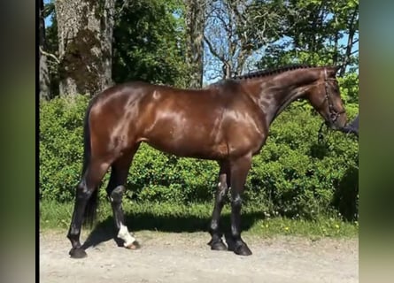 Swedish Warmblood, Mare, 8 years, 16,1 hh, Bay