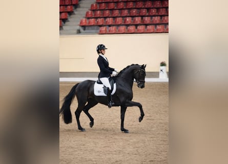Swedish Warmblood, Mare, 8 years, 16,1 hh, Bay