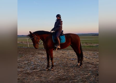 Swedish Warmblood Mix, Mare, 9 years, 16 hh, Bay-Dark