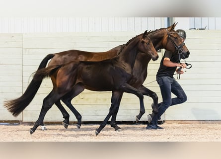 Swedish Warmblood, Mare, Foal (04/2026), Bay-Dark