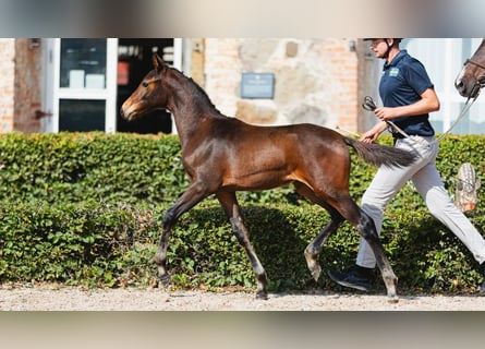 Swedish Warmblood, Mare, Foal (05/2026), Bay-Dark