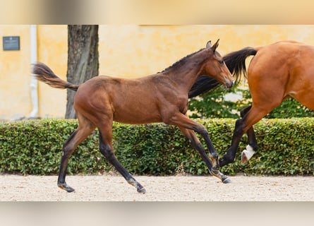 Swedish Warmblood, Mare, Foal (04/2026), Bay-Dark