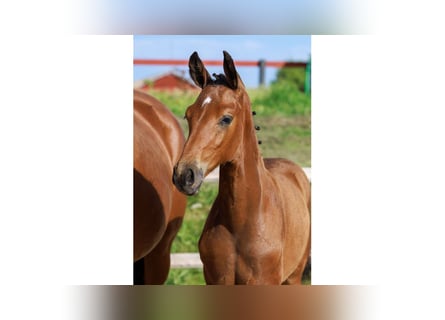Swedish Warmblood, Mare, Foal (05/2025), Brown