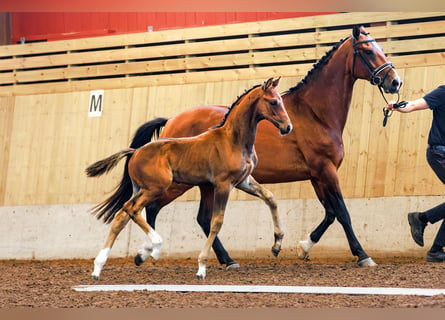 Swedish Warmblood, Stallion, 1 year, 16,2 hh, Bay-Dark