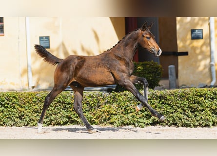 Swedish Warmblood, Stallion, Foal (04/2026), Bay-Dark