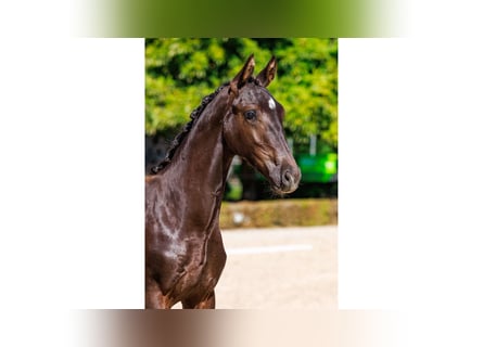 Swedish Warmblood, Stallion, Foal (04/2025), Bay