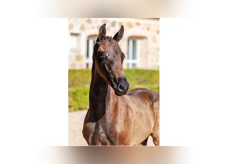 Swedish Warmblood, Stallion, Foal (06/2025), Bay