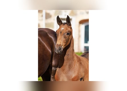 Swedish Warmblood, Stallion, Foal (06/2025), Bay