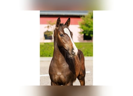Swedish Warmblood, Stallion, Foal (05/2025), Bay