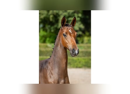 Swedish Warmblood, Stallion, Foal (04/2025), Bay