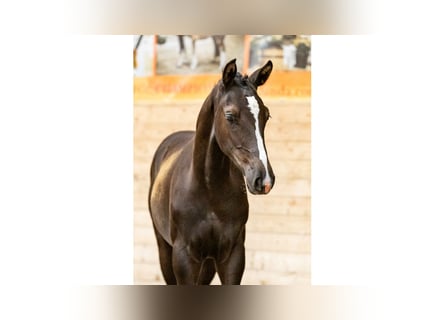 Swedish Warmblood, Stallion, Foal (04/2025), Bay