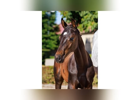 Swedish Warmblood, Stallion, Foal (05/2025), Bay