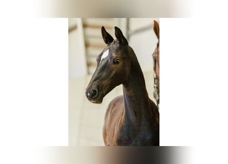Swedish Warmblood, Stallion, Foal (05/2025), Black