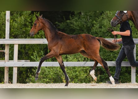 Swedish Warmblood, Stallion, Foal (04/2026), Brown