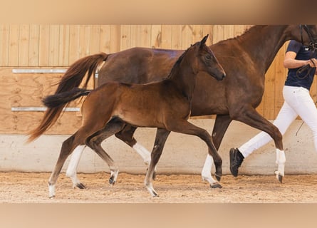 Swedish Warmblood, Stallion, Foal (06/2026), Brown