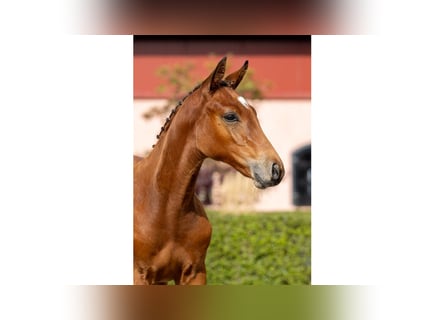 Swedish Warmblood, Stallion, Foal (05/2025), Brown