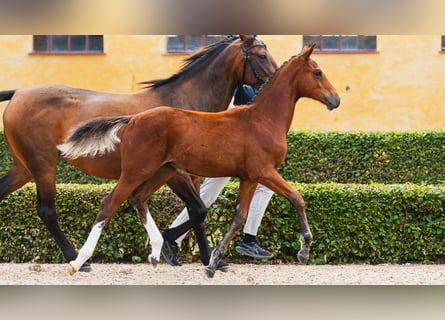 Swedish Warmblood, Stallion, Foal (04/2026), Brown