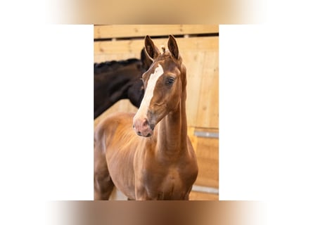 Swedish Warmblood, Stallion, Foal (05/2025), Chestnut