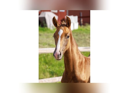 Swedish Warmblood, Stallion, Foal (05/2025), Chestnut