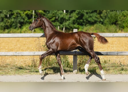 Swedish Warmblood, Stallion, Foal (04/2026), Chestnut-Red