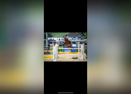 Swiss Warmblood, Gelding, 11 years, 16,2 hh, Chestnut