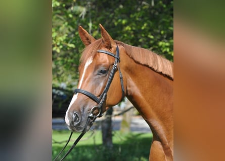 Swiss Warmblood, Gelding, 12 years, Chestnut-Red