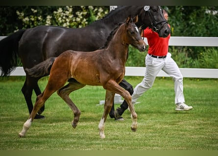 Swiss Warmblood, Gelding, 1 year, Chestnut