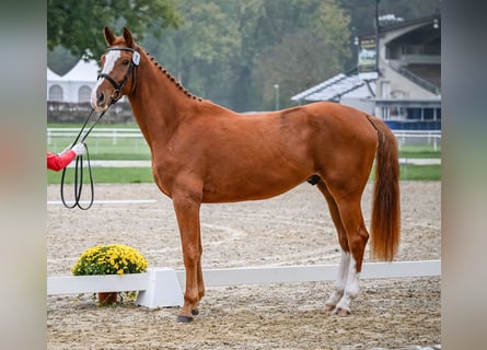 Schweizer Warmblut, Wallach, 3 Jahre, 16,2 hh, Fuchs