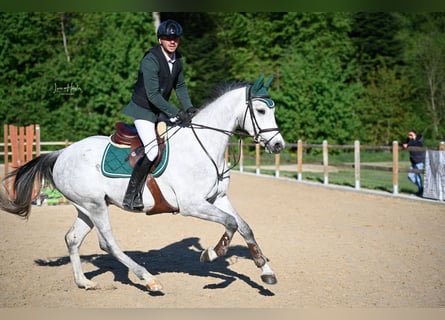 Swiss Warmblood, Gelding, 4 years, 16.1 hh, Grey