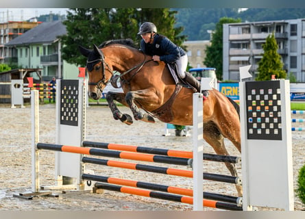 Schweizer Warmblut, Wallach, 4 Jahre, 16,2 hh, Brauner