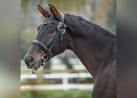 Swiss Warmblood, Gelding, 4 years, 17 hh, Bay-Dark