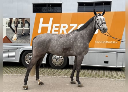 Swiss Warmblood, Gelding, 6 years, 16,2 hh, Grey-Dapple