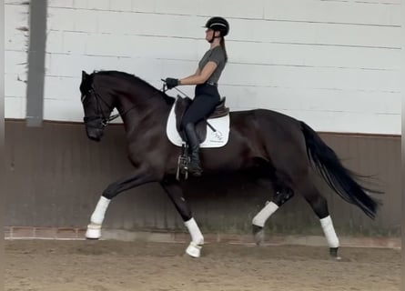 Swiss Warmblood, Gelding, 6 years, 17.1 hh, Black