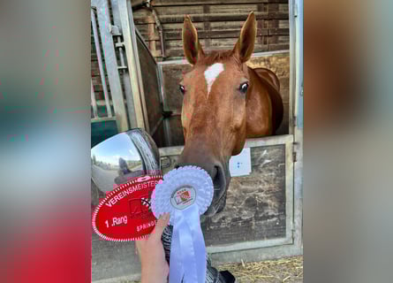 Swiss Warmblood, Gelding, 8 years, 16.1 hh, Chestnut-Red