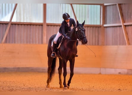 Schweizer Warmblut, Wallach, 8 Jahre, 17 hh, Rappe