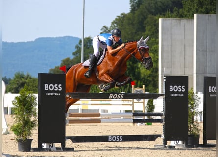 Swiss Warmblood, Gelding, 8 years, 17,2 hh, Brown